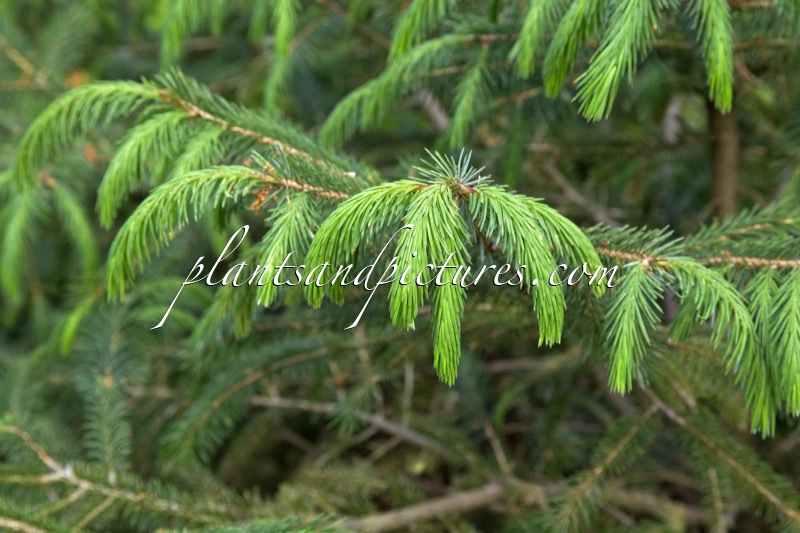 Picea linzhiensis