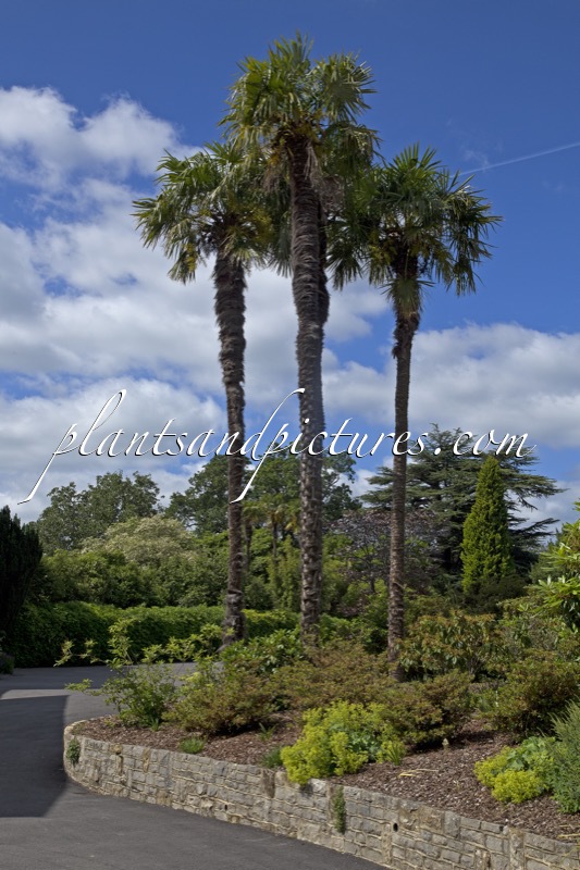 Trachycarpus fortunei