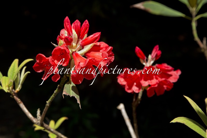 Rhododedron ‘May Day’