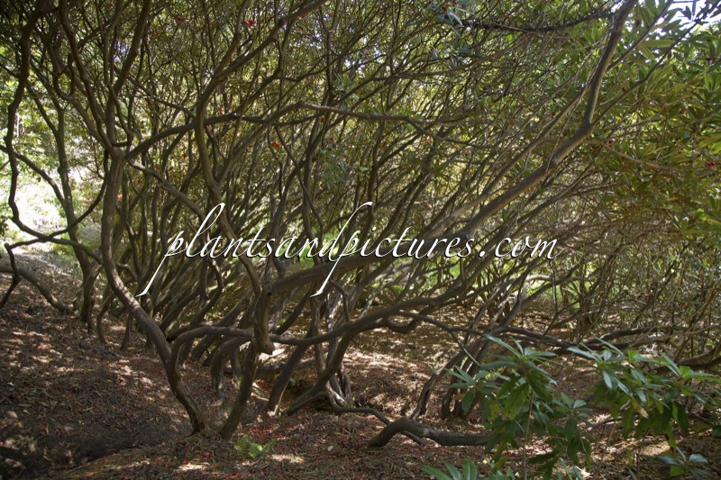 Rhododedron ‘May Day’