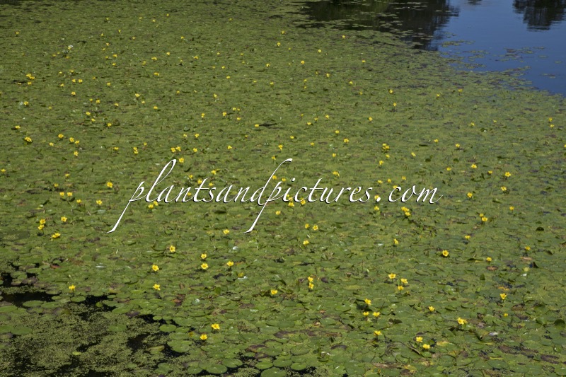 Nymphoides peltata