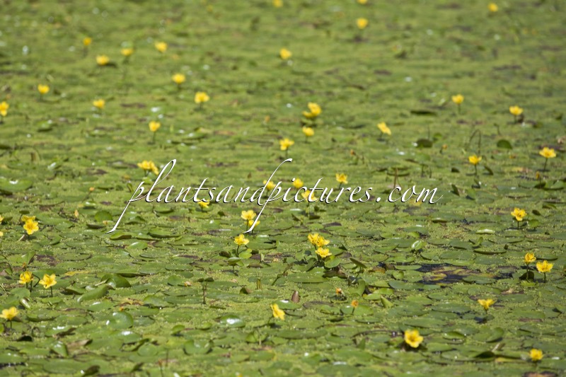 Nymphoides peltata