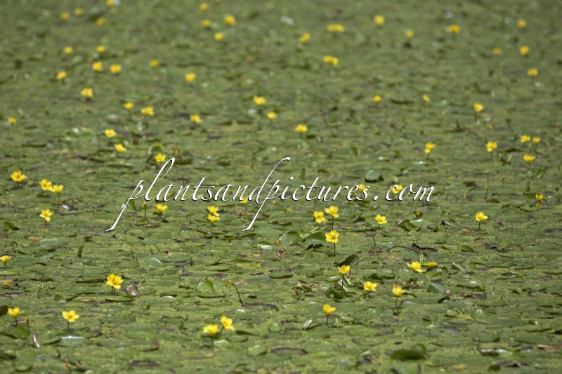 Nymphoides peltata
