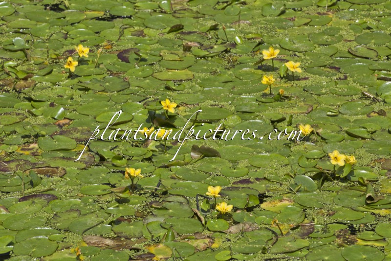 Nymphoides peltata