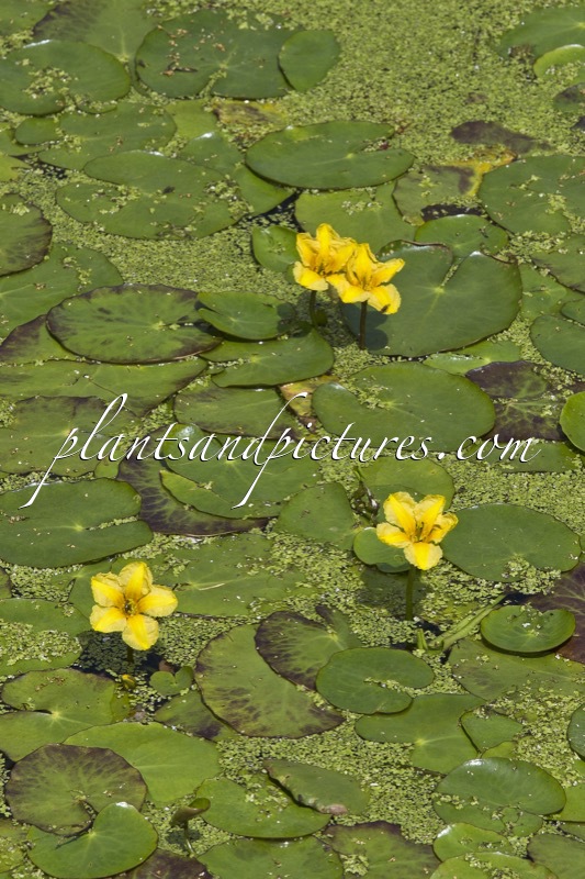 Nymphoides peltata