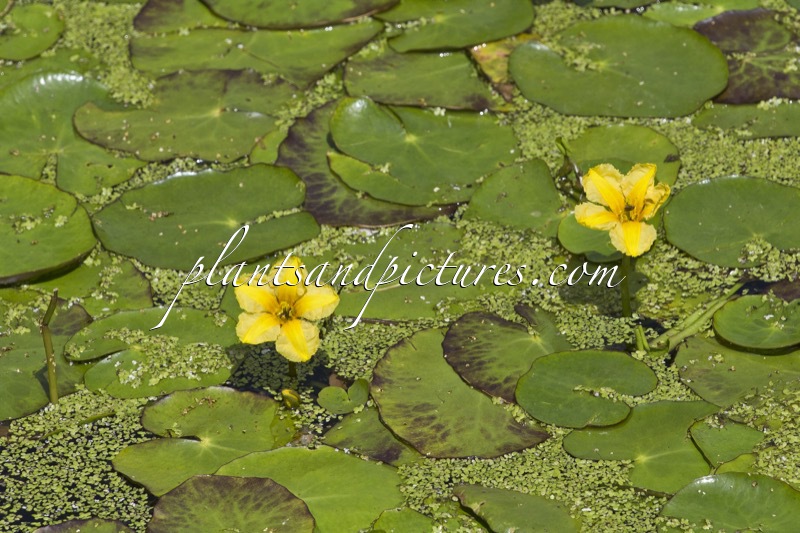 Nymphoides peltata