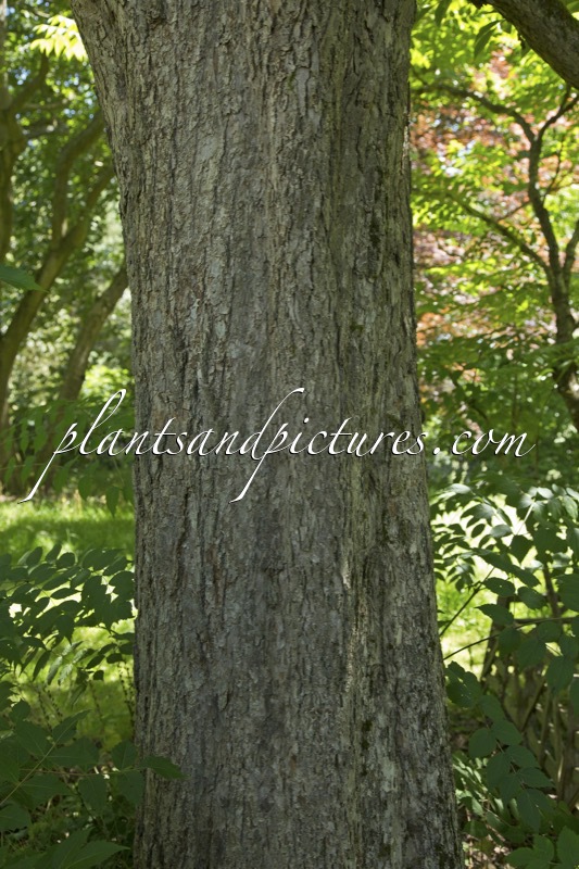 Meliosma veitchiorum