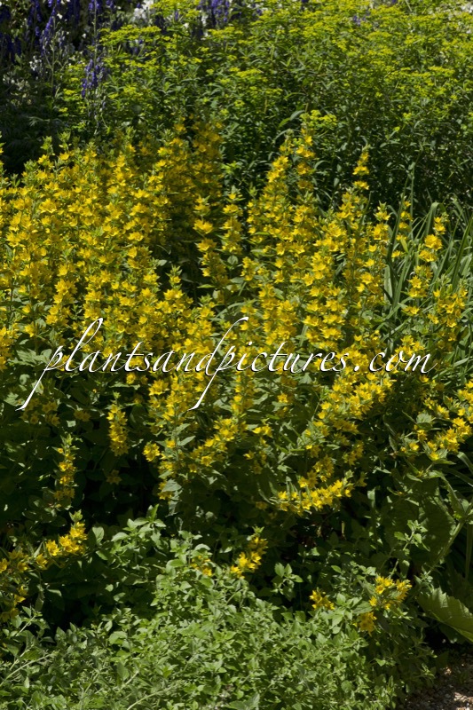Lysimachia punctata