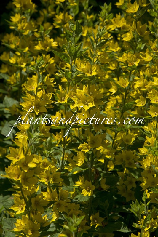 Lysimachia punctata