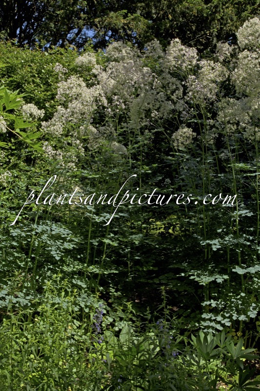 Thalictrum ‘Elin’