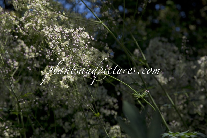 Thalictrum ‘Elin’
