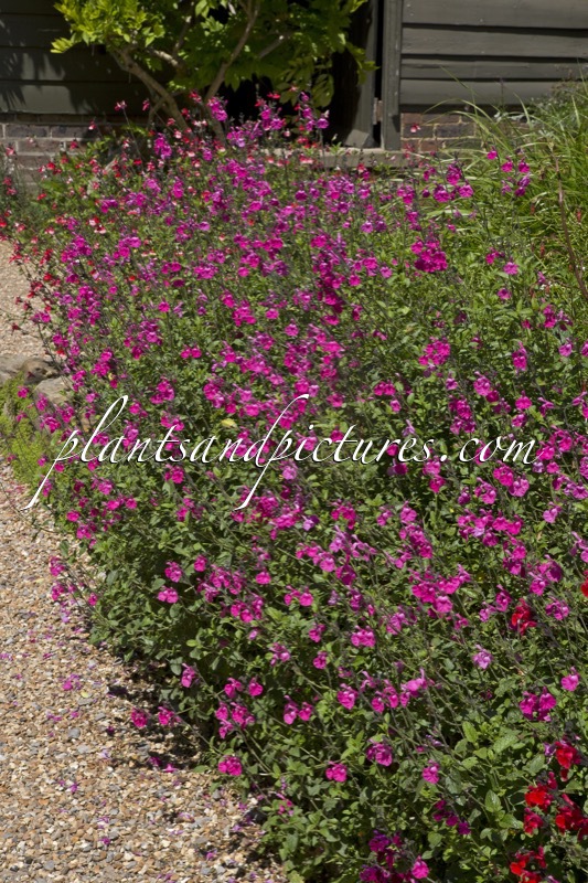 Salvia microphylla ‘Wild Watermelon’