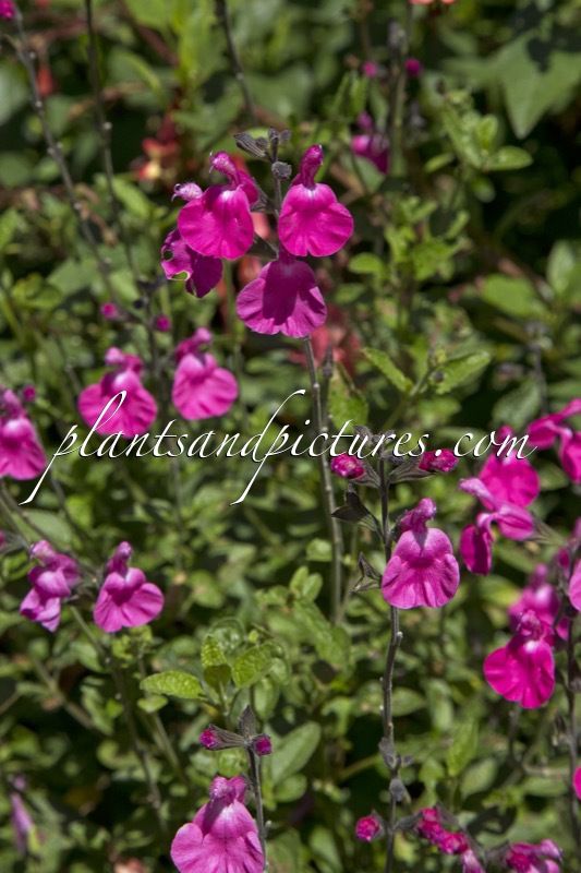 Salvia microphylla ‘Wild Watermelon’
