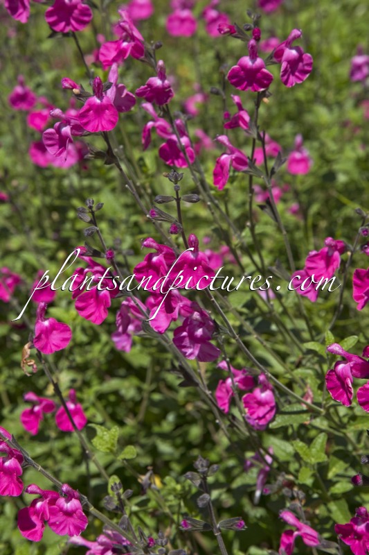 Salvia microphylla ‘Wild Watermelon’