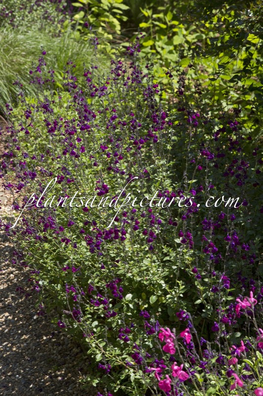 Salvia greggii ‘Emperor’