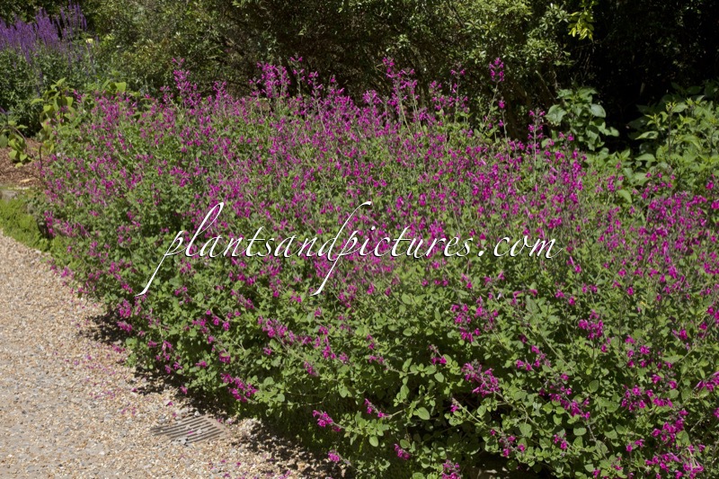 Salvia microphylla ‘Pink Blush’