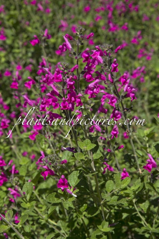Salvia microphylla ‘Pink Blush’