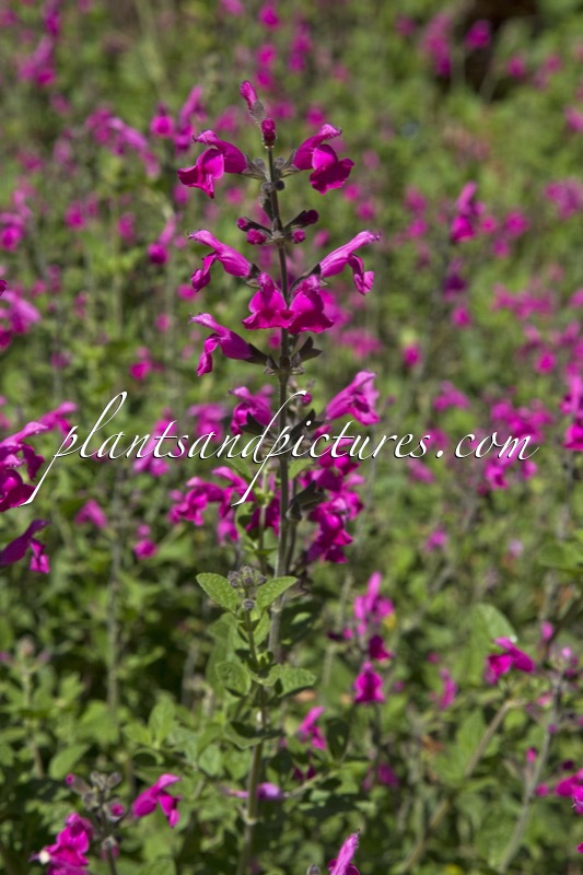 Salvia microphylla ‘Pink Blush’