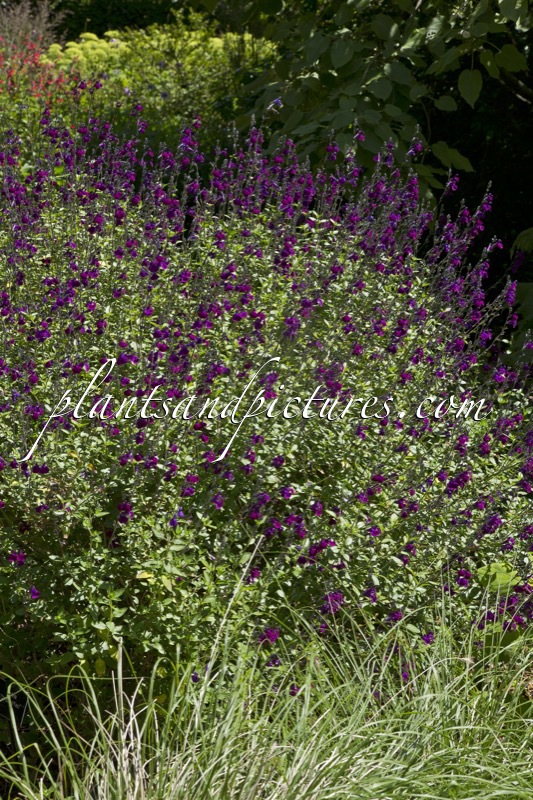 Salvia ‘Christine Yeo’