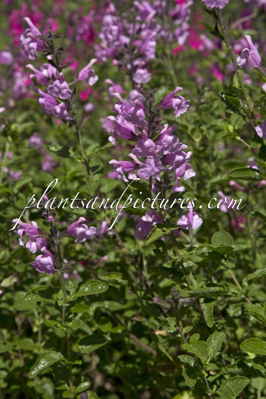 Salvia jamensis ‘Peter Vidgeon’