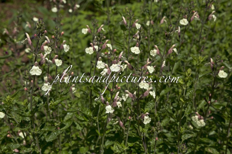 Salvia microphylla ‘Trelissick Creamy Yellow’