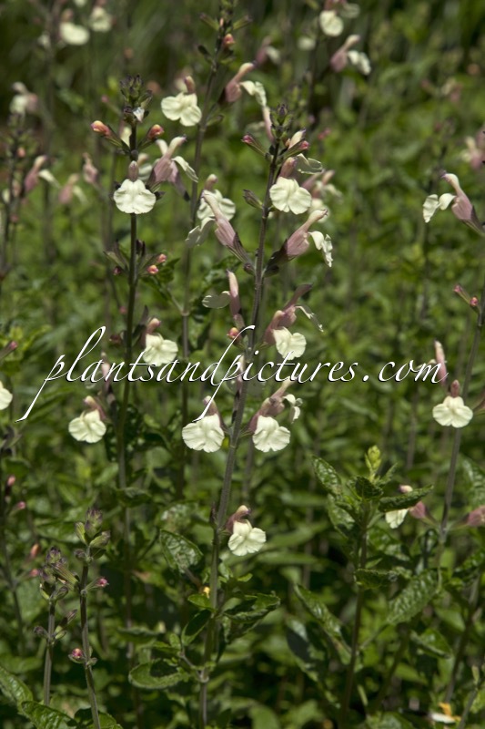 Salvia microphylla ‘Trelissick Creamy Yellow’