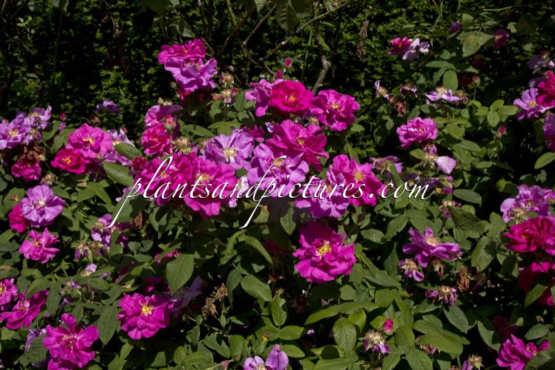 Rosa gallica ‘Officinalis’