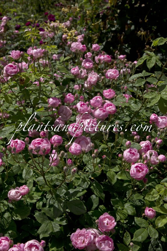 Rosa ‘Raubritter’