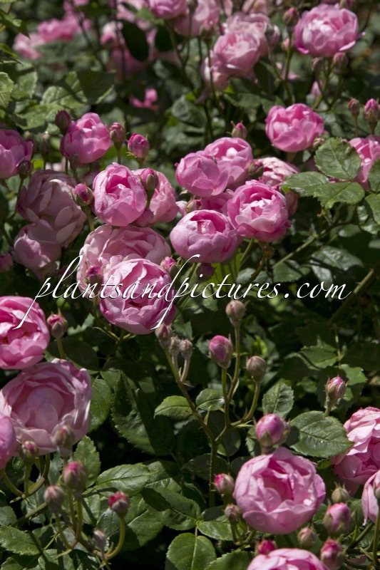 Rosa ‘Raubritter’