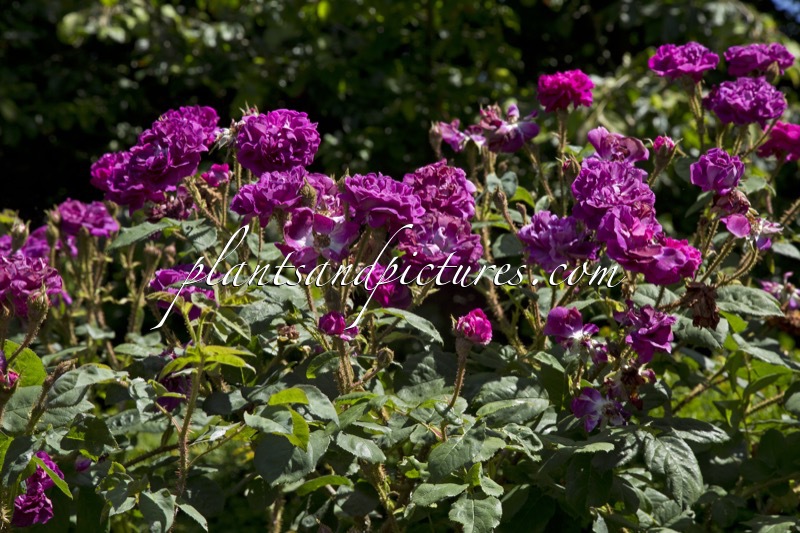 Rosa ‘William Lobb’