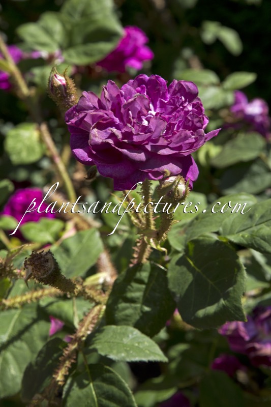 Rosa ‘William Lobb’