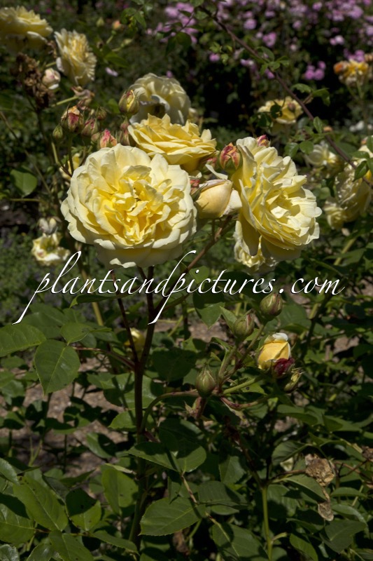 Rosa ‘Ausbaker’ (TEASING GEORGIA)