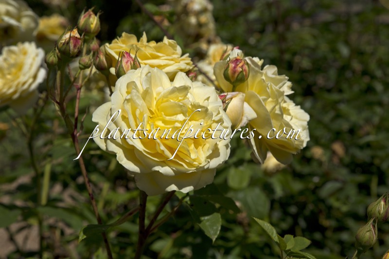 Rosa ‘Ausbaker’ (TEASING GEORGIA)