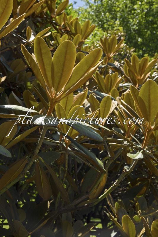 Rhododendron arizelum