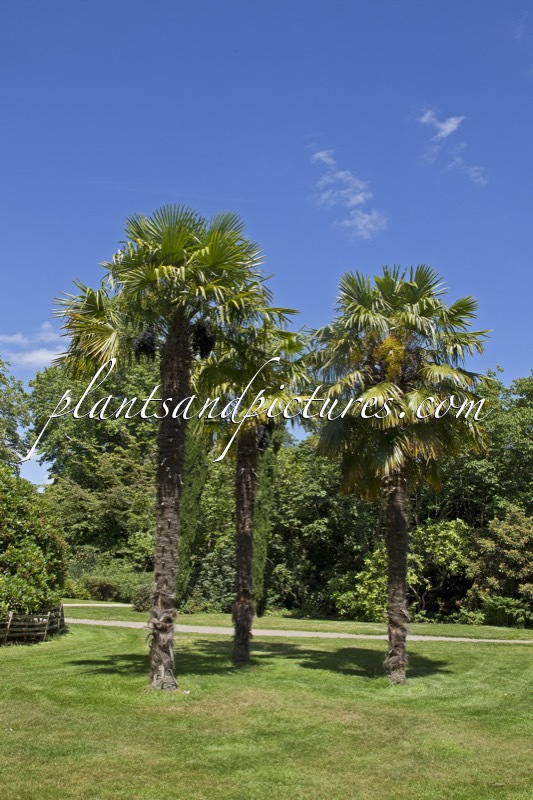 Trachycarpus fortunei