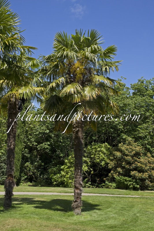 Trachycarpus fortunei