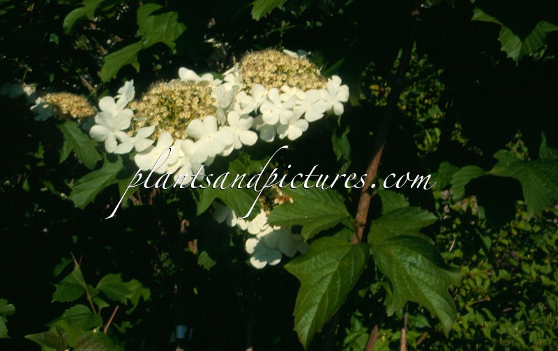 Viburnum trilobum