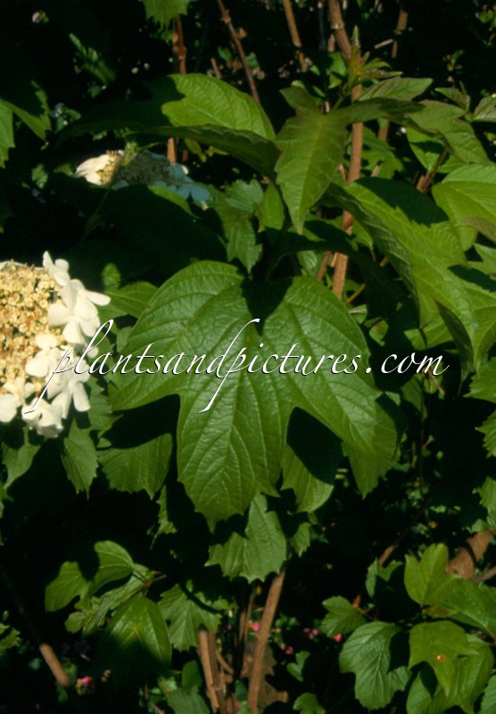 Viburnum trilobum