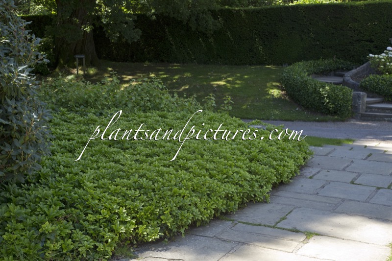 Pachysandra terminalis