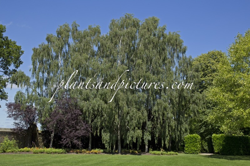 Betula pendula ‘Tristis’