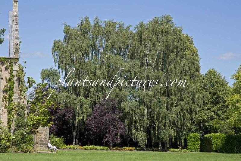 Betula pendula ‘Tristis’