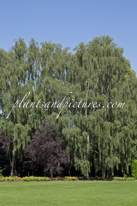 Betula pendula ‘Tristis’