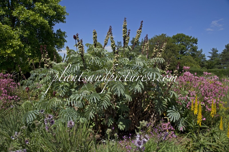 Melianthus major