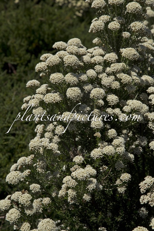 Ozothamnus rosmarinifolius ‘Silver Jubilee’