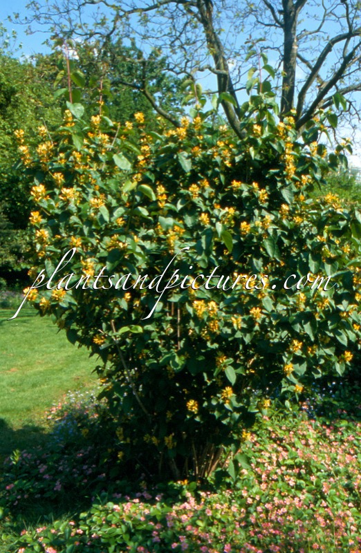 Lonicera notha