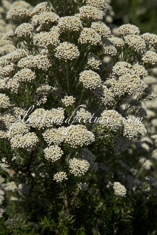 Ozothamnus rosmarinifolius ‘Silver Jubilee’
