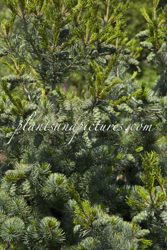 Pinus parviflora ‘Negishi’