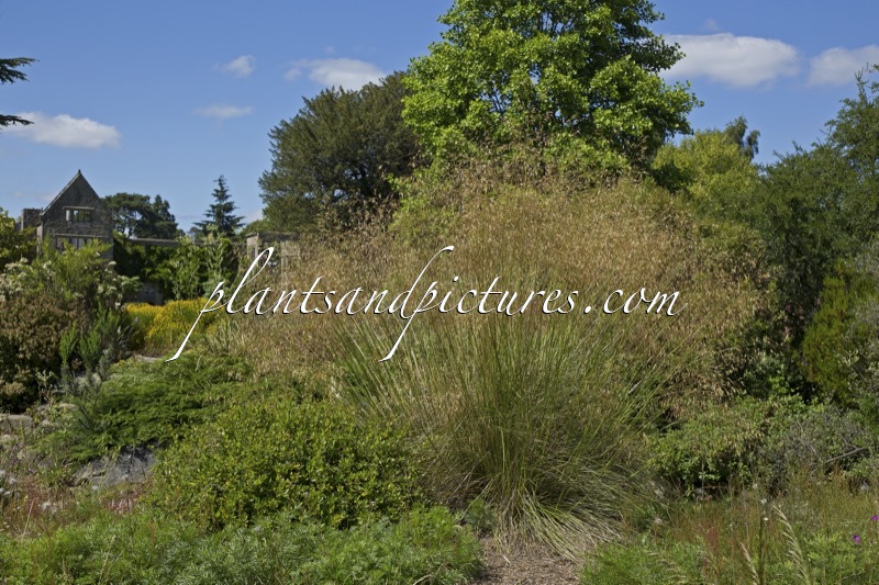 Stipa gigantea ‘Gold Feather’