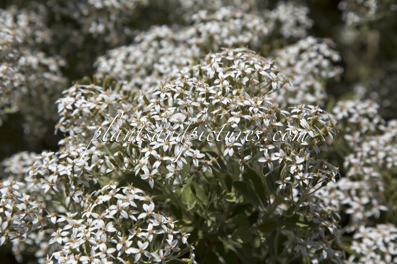 Olearia ‘Waikariensis’