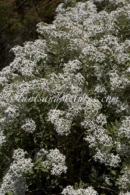 Olearia ‘Waikariensis’